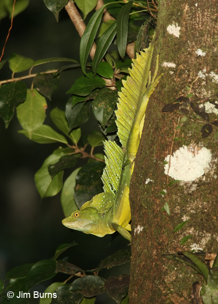 Emerald Basilisk male