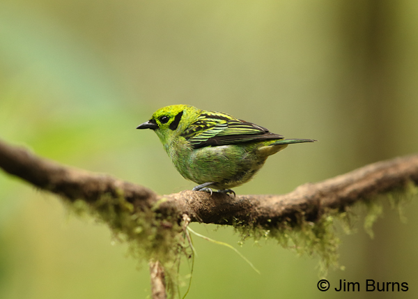 Emerald Tanager