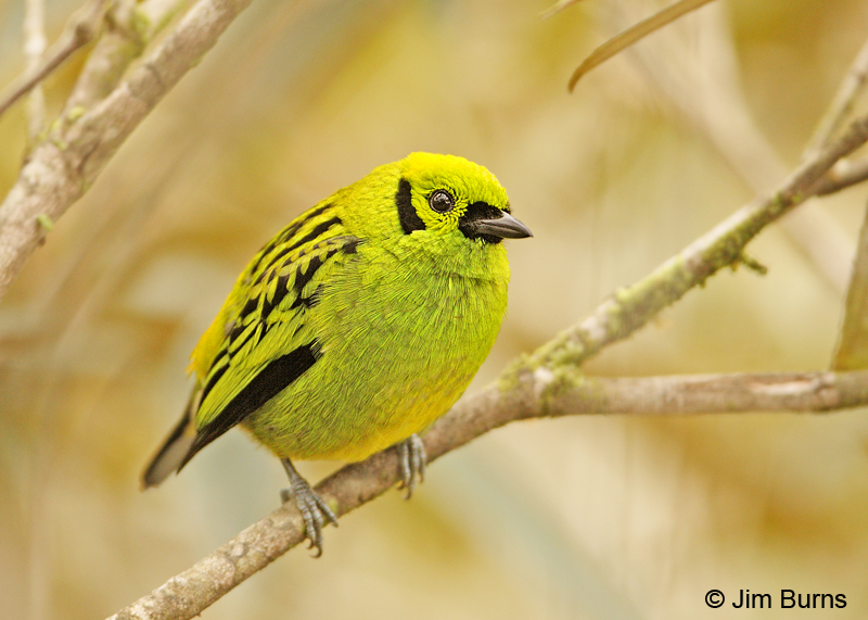 Emerald Tanager male