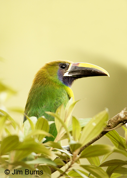 Emerald Toucanet head shot
