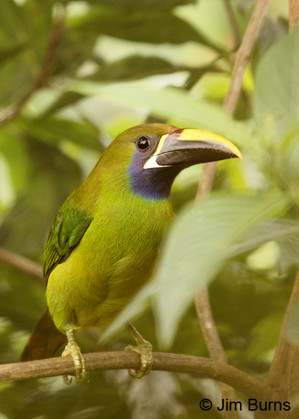 Emerald Toucanet in foliage