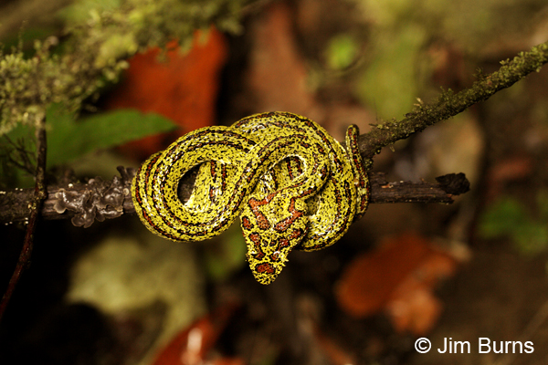 Eyelash Viper (golden variant)