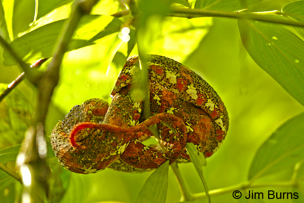 Eyelash Viper (red variant)