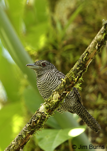 Fasciated Antshrike male calling
