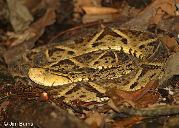 Fer-de-Lance