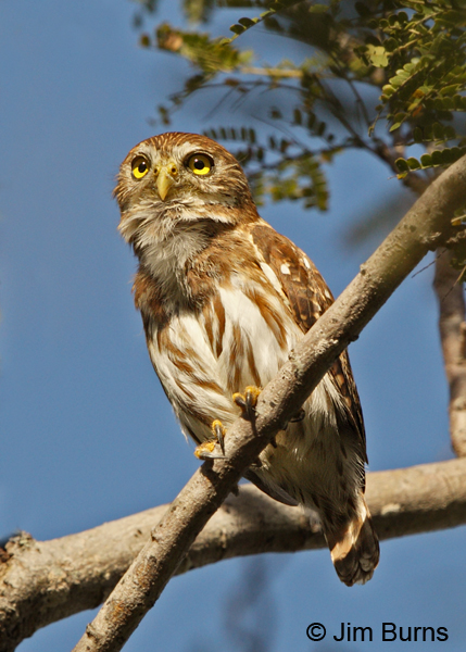 Ferruginous Pygmy-Owl calling