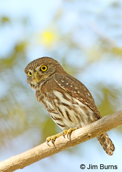 Ferruginous Pygmy-Owl