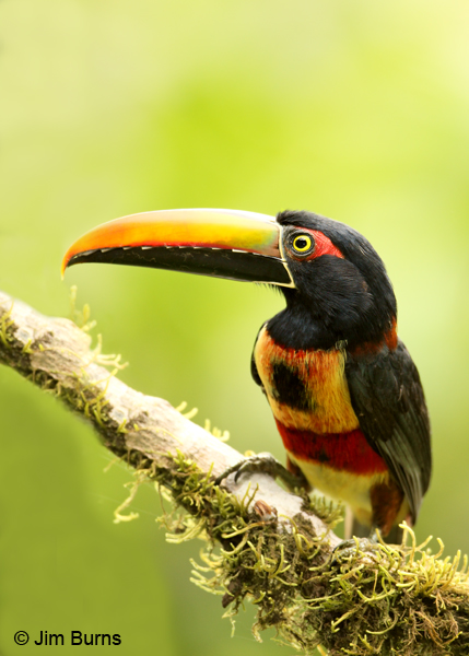 Fiery-billed Aracari ventral view