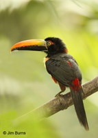 Fiery-billed Aracari