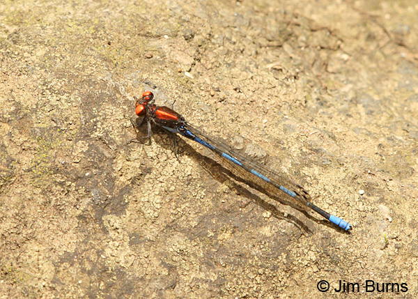 Fiery-eyed Dancer male, Turrialba, CR, August 2014