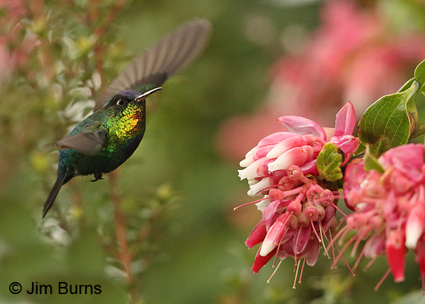 Fiery-throated Hummingbird at Mountain Blueberry