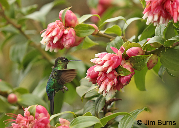 Fiery-throated Hummingbird hovering