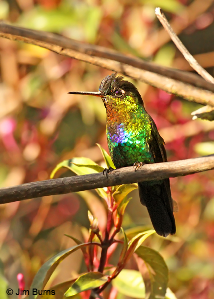 Fiery-throated Hummingbird