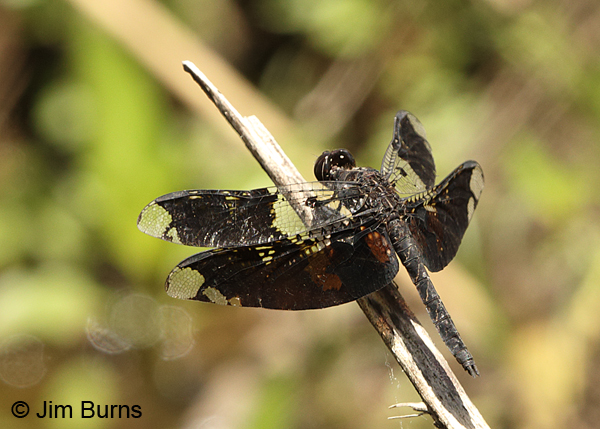 Filigree Skimmer male, Turrialba, CR, August 2014