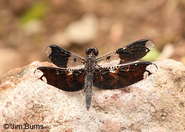Filigree Skimmer male dorsal view, Turrialba, CR, August 2014