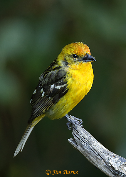 Flame-colored Tanager immature male #2--6435