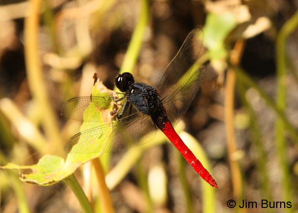 Flame-tailed Pondhawk male, Solimar C.R., December 2013