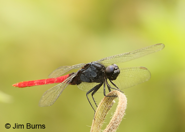 Flame-tailed Pondhawk male, Cano Negro, CR, May 2012