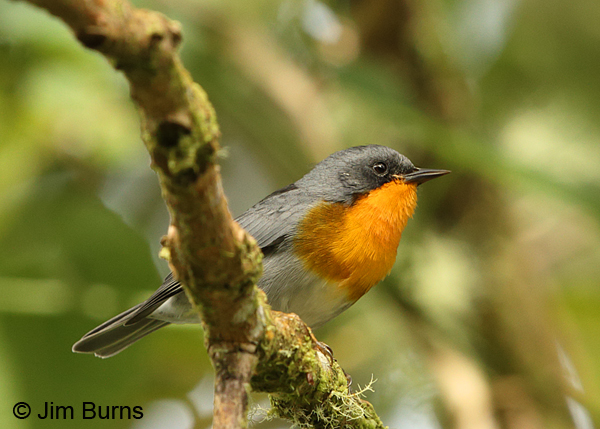 Flame-throated Warbler