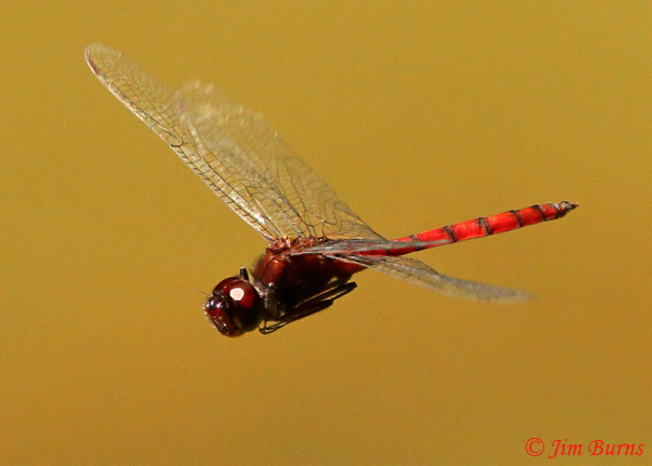 Garnet Glider male in flight close up, Pital, C.R., December 2013--1768