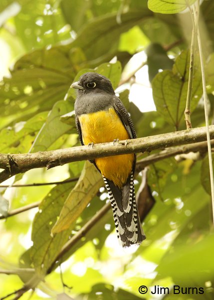 Gartered Trogon female