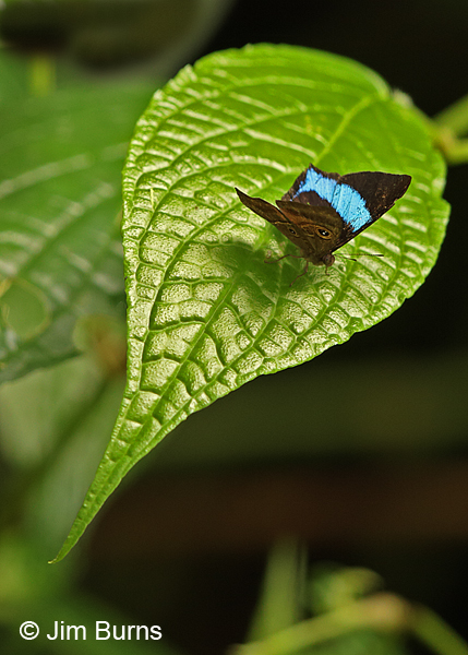 Giant Eyemark (Mesosemia grandis)