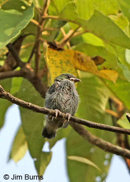 Golden-Hooded Tanager fledgling