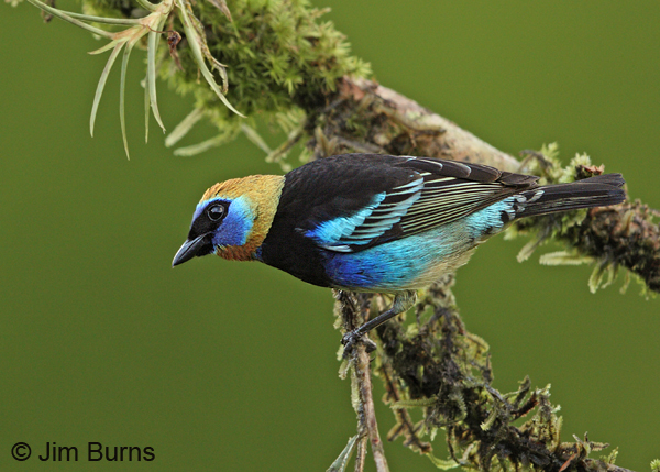 Golden-Hooded Tanager