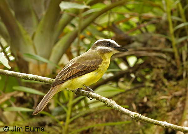 Golden-bellied Flycatcher #2