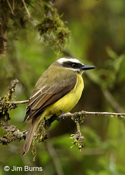 Golden-bellied Flycatcher
