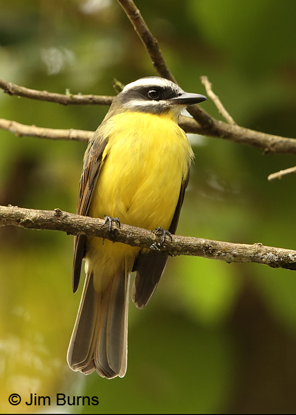Golden-bellied Flycatcher ventral view