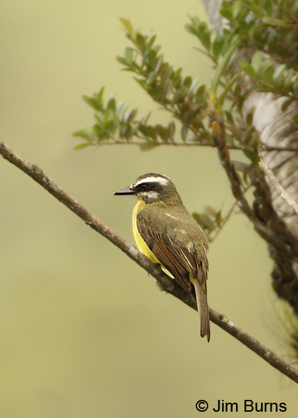 Golden-bellied Flycatcher dorsal view