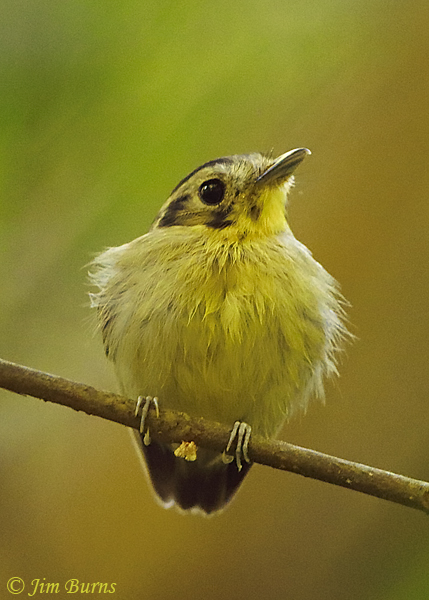Golden-crowned Spadebill--5458