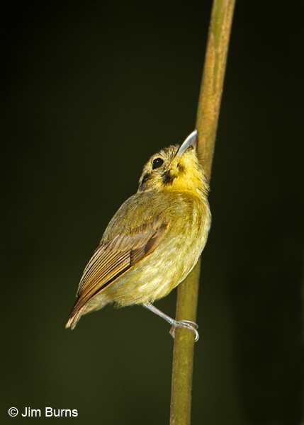 Golden-crowned Spadebill showing spade shaped bill