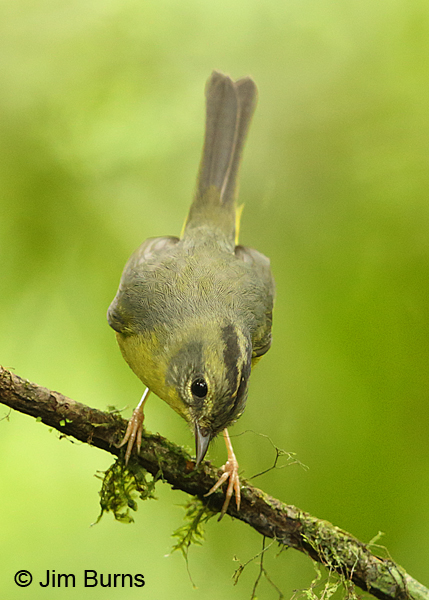 Golden-crowned Warbler crown