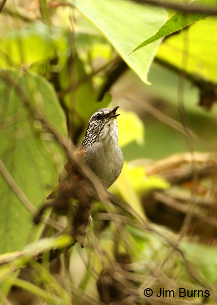 Gray-breasted Wood-Wren