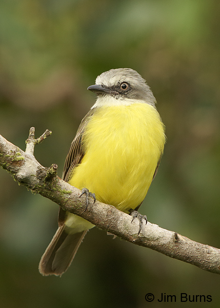 Gray-capped Flycatcher
