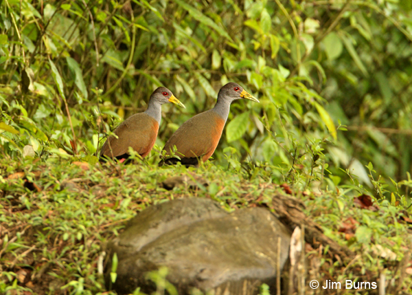 Gray-cowled Wood-Rail pair