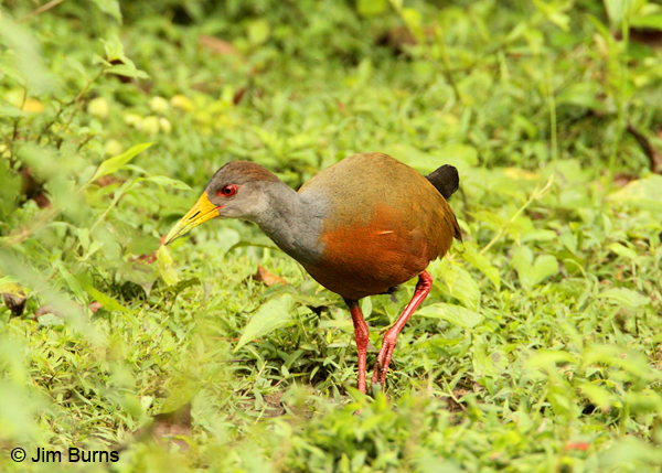 Gray-cowled Wood-Rail