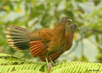 Gray-headed Chachalacas