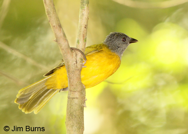 Gray-headed Tanager horizontal