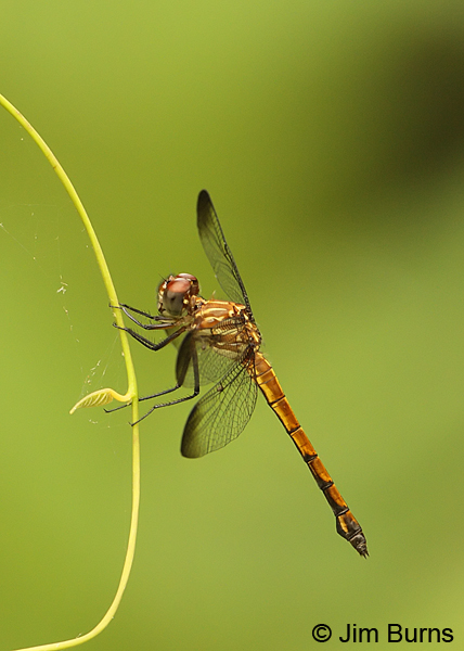 Gray-waisted Skimmer female, Cano Negro, CR, May 2012