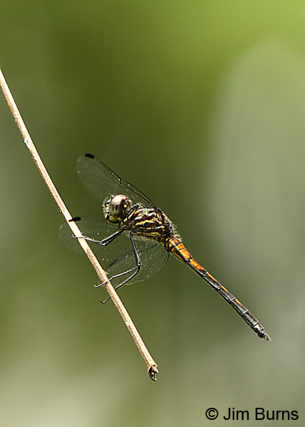 Gray-waisted Skimmer immature male, Guapiles, CR, December 2017