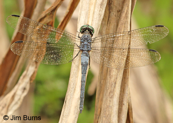 Gray-waisted Skimmer male dorsal view, Turrialba, CR, August 2014