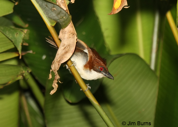 Great Antshrike female #2