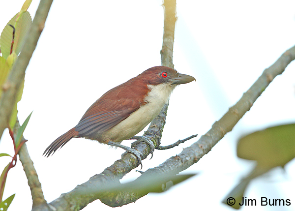 Great Antshrike female