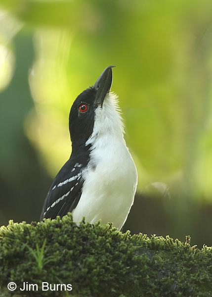 Great Antshrike male, La Selva