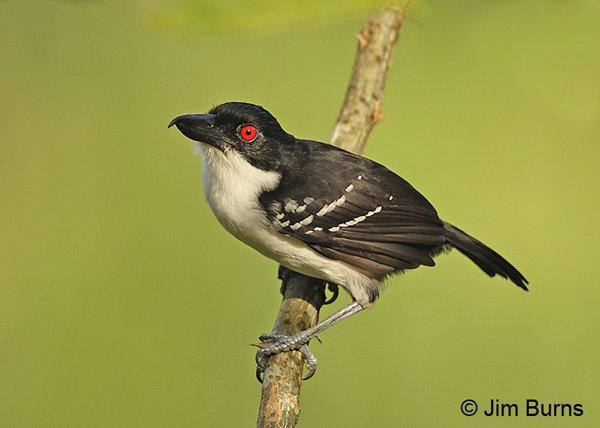Great Antshrike male