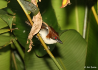 Great Antshrike female