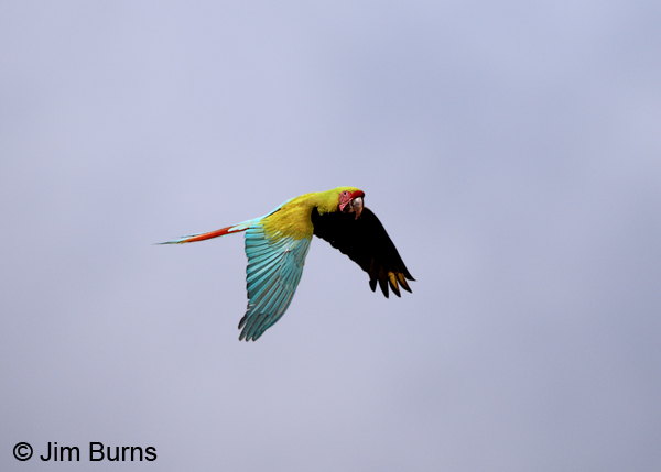 Great Green Macaw downstroke